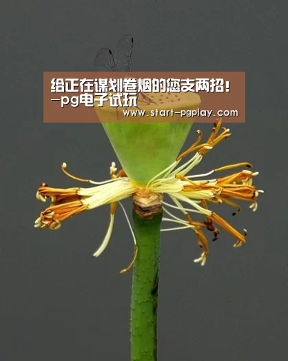 给正在谋划卷烟的您支两招!-pg电子试玩(图2) pg模拟器