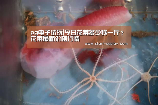 pg电子试玩|今日花菜多少钱一斤?花菜最新价格行情(图2) pg模拟器