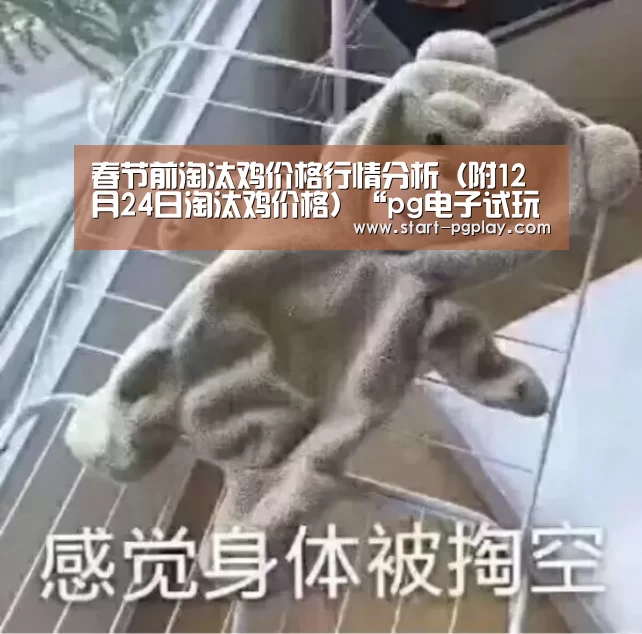 春节前淘汰鸡价格行情分析(附12月24日淘汰鸡价格)“pg电子试玩”(图2) pg试玩